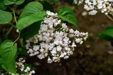 Bahçede açan leylak çiçekleri, bahar arkaplanı.