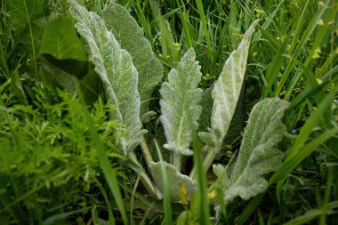 Çimlerin üzerinde yeşil yapraklar