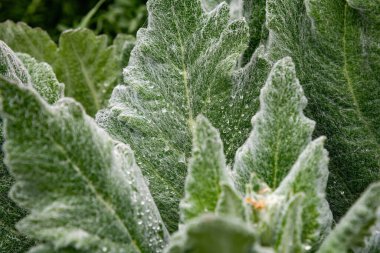 Bahçede yeşil yapraklar ve su damlaları