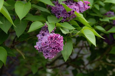 bahçede güzel leylak