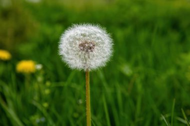 Yeşil alanda beyaz tüylü karahindiba