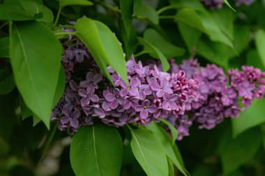 Baharda bahçede açan çiçekler.