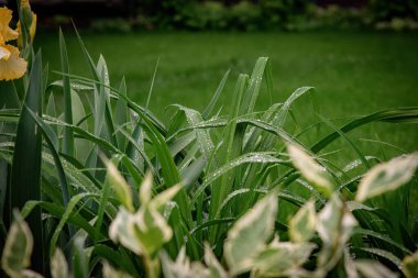 Sarı zambak çiçeği yeşil çimlerin üzerinde.