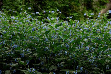 Mavi çiçekler beni unutur. Ormanda değil. yüksek kaliteli fotoğraf