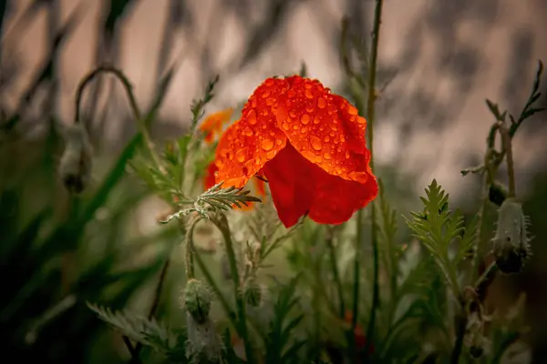 Bahçedeki kırmızı çiçek