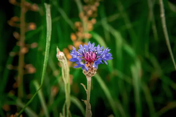 Tarladaki güzel çiçek.