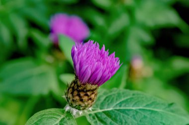 Bahçedeki güzel çiçekler