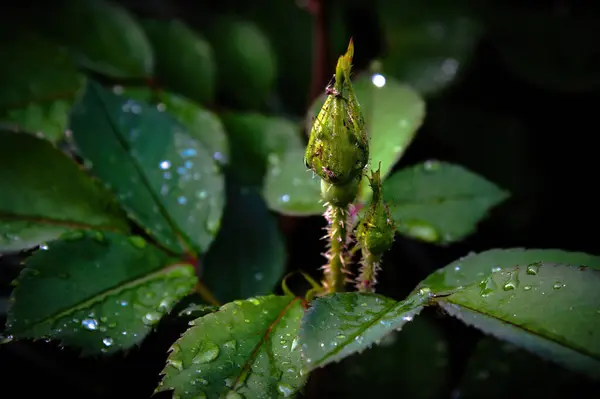 Yakın - yeşil bir yaprak üzerine su damlası damlası