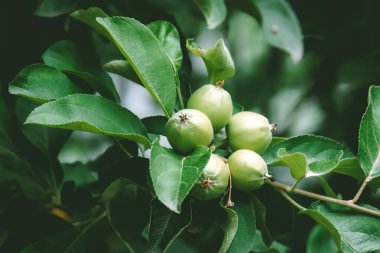 dal taze olgun yeşil elma