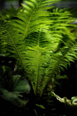 yeşil eğreltiotu yaprakları arka plan