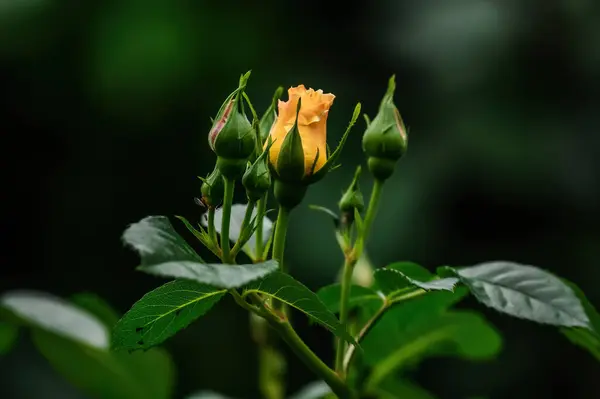 Bahçedeki güzel sarı güller