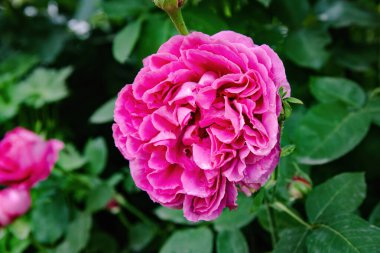 Bahçedeki güzel pembe şakayık. Yakın çekim - şakayık fotoğrafı.