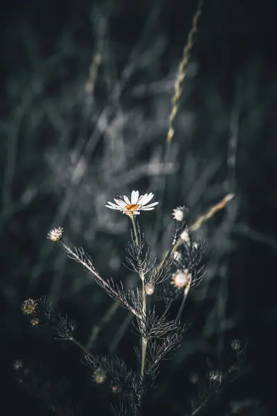 Bahçedeki güzel çiçekler