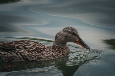 Havuzdaki güzel kuş