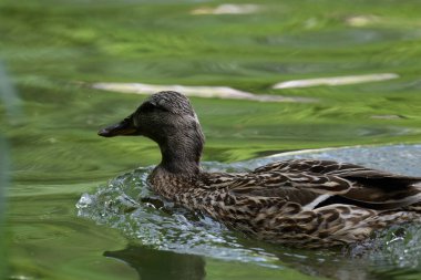 Göldeki yaban ördeği