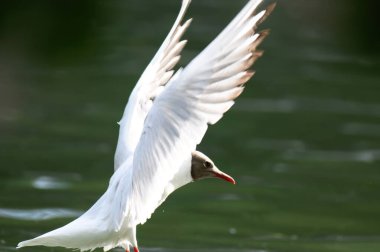 Sudaki beyaz balıkçıl