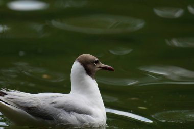 Göldeki beyaz kuğu