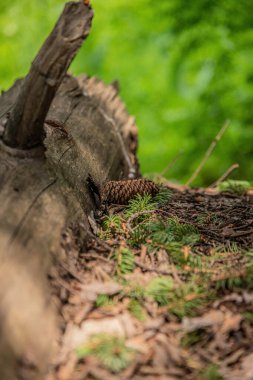 Yeşil ve kahverengi bir ağaç gövdesinin yakın plan çekimi.