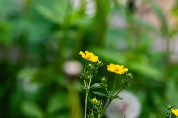Bahçedeki güzel çiçekler