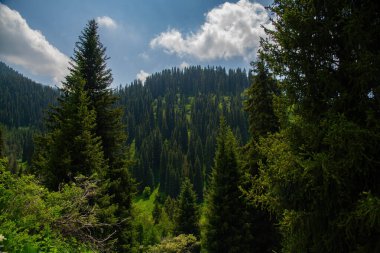 Dağlardaki güzel yeşil orman