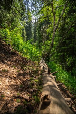 Ormandaki yeşil ağaç