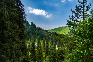 Yazın dağ ormanları