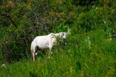 Yazın kırsalda yeşil çayırlarda otlayan beyaz inek.
