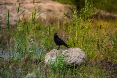 Çimlerde siyah karga