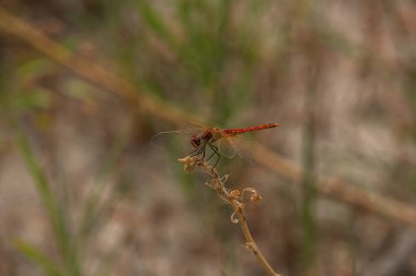 Otların üzerinde yusufçuk