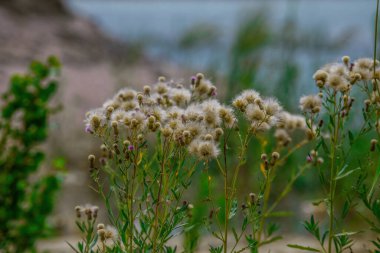 Güzel botanik fotoğrafı, doğal duvar kağıdı.