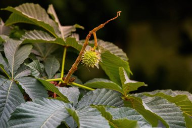 Ormanda yeşil yapraklar
