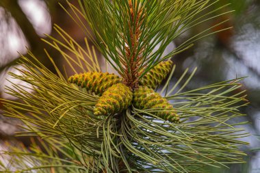 Çam ormanındaki kozalaklara yakın.