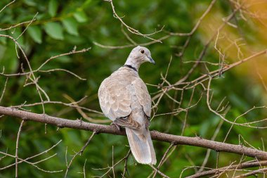 Şirin kuşun yakın görüntüsü