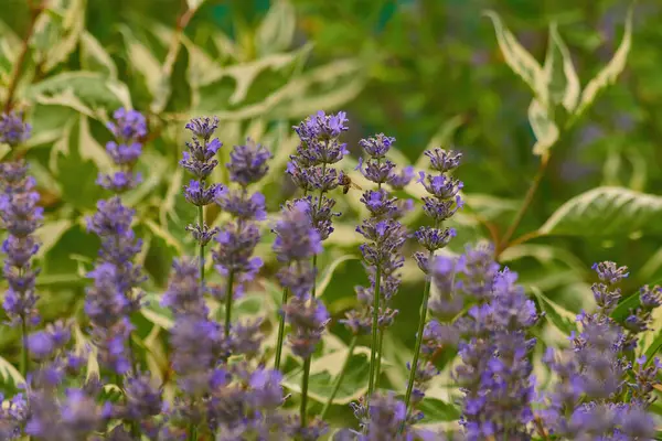 Bahçedeki lavanta çiçekleri