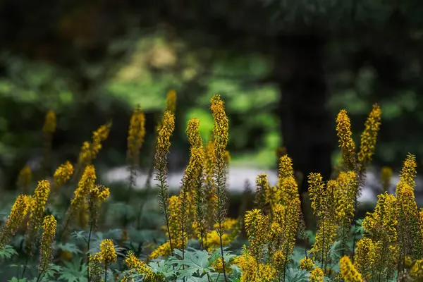 Güzel botanik fotoğrafı, doğal duvar kağıdı.