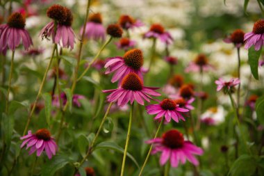 Bahçedeki güzel çiçekler