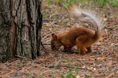 Ormanda bir kızıl sincap.