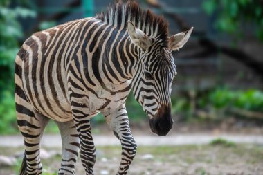 Zebra hayvanat bahçesinde