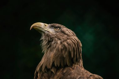 Ormandaki kartal portresi