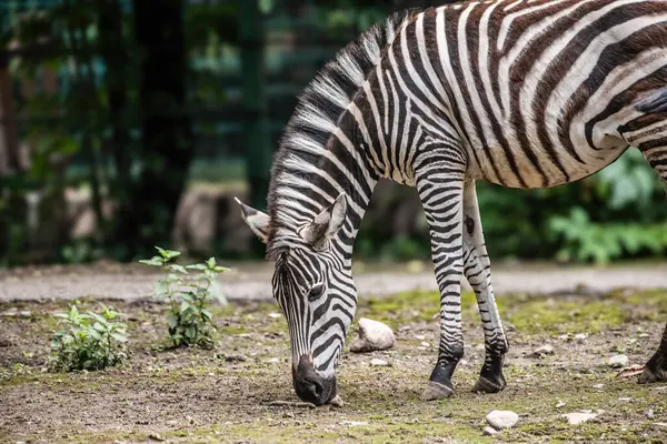 Hayvanat bahçesindeki zebra, hayvanat bahçesi, doğa