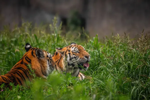 Hayvanat bahçesindeki bir kaplan. Vahşi kaplan.