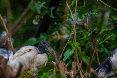 Beyaz - Endonezya, ormandaki boynuz gagası