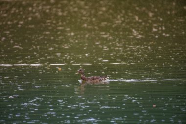 Gölde bir ördek