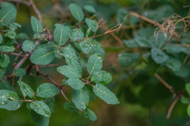 Yeşil bir bitkinin yakınında.