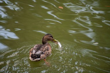 Gölde yüzen güzel bir ördeğin yakın plan fotoğrafı.