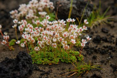 Yerde beyaz çiçekler var.