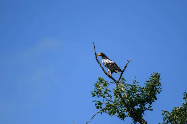 Ağaçtaki altın dokumacı