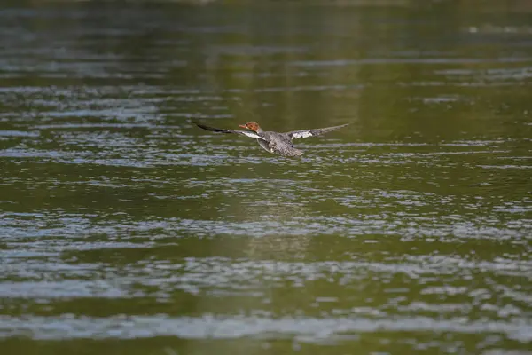 Gölette kırmızı ibikli yağ (porta kristali)