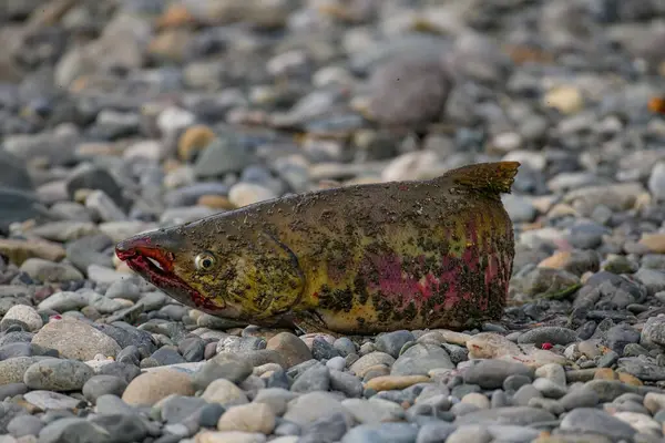Gölün kıyısında büyük kırmızı bir sazan balığı uzanır..