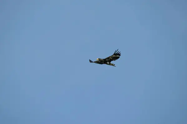 Gökyüzündeki kartal